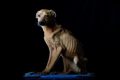 "Sonrisa recibió su nombre porque cuando alguien se le acercaba, se asustaba como si fuera a ser golpeada, pero al mismo tiempo enseñaba sus dientes como si estuviera sonriendo". Sonrisa murió una semana después de ser fotografiada en el refugio de Los Teques.