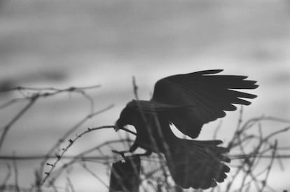 .  'Erimo Cape' (1976) from the series 'Ravens' 
