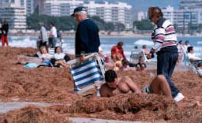 El temporal cubrió de algas la playa de Muchavista en Alicante, donde ayer tomaban el sol algunos visitantes.