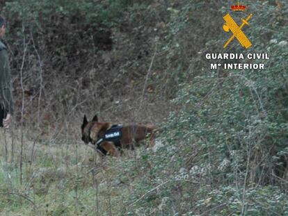 Un agente del Servicio de Protección de la Naturaleza (Seprona) de la Guardia Civil.
 
 