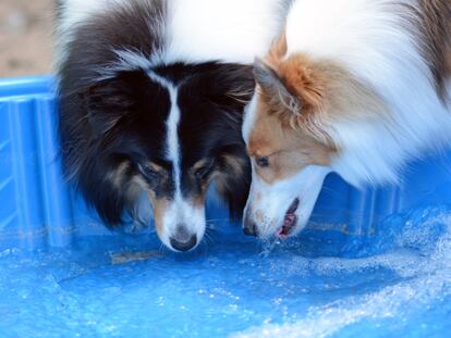 piscinas para perros, piscina para perros grandes, piscina desmontable, piscina pequeña