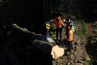 Tronco troceado del 'Sycamore Gap' este jueves, al lado del Muro de Adriano al norte de Inglaterra.