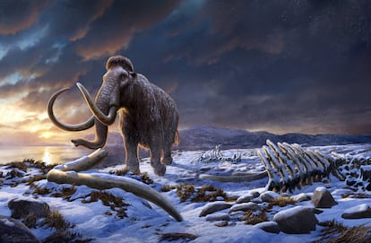 Separated from the rest of the planet, hundreds of mammoths thrived for millennia on an island no larger than the Madrid region only to disappear in just 300 years.