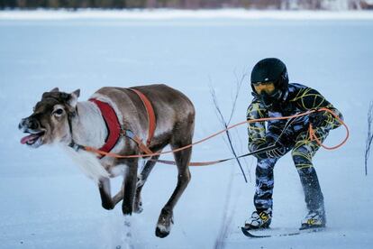 Un competidor durante la final de la carrera de esquí con renos BRP Poro Cup, en un lago en Inari (Finlandia).