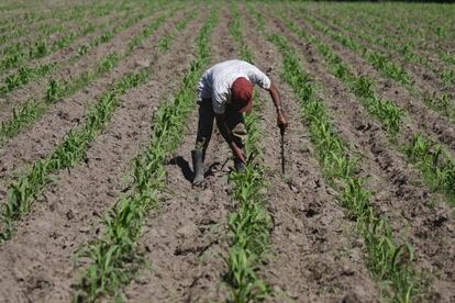 Un campesino trabaja en un cultivo de ma&iacute;z en El Salvador.