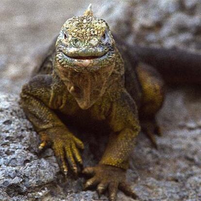 Una iguana de las islas Galápagos.