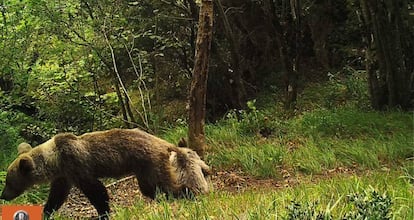 Un oso pardo con síntomas de desnutrición, en la Cordillera Cantábrica.