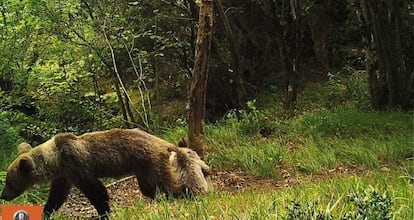 Un oso pardo con s&iacute;ntomas de desnutrici&oacute;n, en la Cordillera Cant&aacute;brica. 