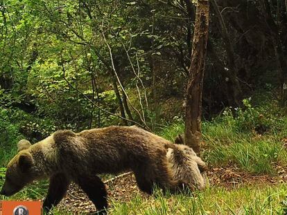 Un oso pardo con s&iacute;ntomas de desnutrici&oacute;n, en la Cordillera Cant&aacute;brica. 