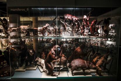 Una vitrina con mamíferos disecados en los almacenes madrileños del Museo Nacional de Ciencias Naturales, este jueves.