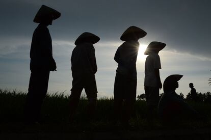 Agricultores indonesios en los campos de arroz de Gentasari en la isla de Java.