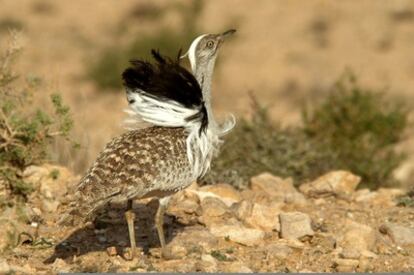 La avutarda hubara de Fuerteventura es una especie endémica, que se encuentra en peligro de extinción.