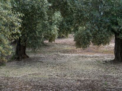Tierra de cultivo cubierta de polen, en Jaén.
