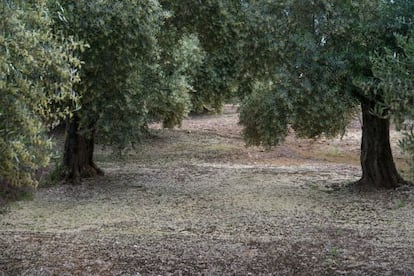 Tierra de cultivo cubierta de polen, en Jaén.