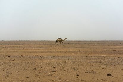 Un camello solitario camina en la región del desierto de Tenere en Níger, al sur del Sáhara central, el miércoles 30 de mayo de 2018. En el mapa, este une la costa mediterránea de Argelia con la lejana costa atlántica de Nigeria. 