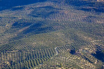 Campos de olivos en Quesada, Jaén.