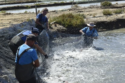 En Lubimar, despescan doradas y lubinas ayudados por redes que extienden en las balsas diariamente, cuando las especies han alcanzado tallas en torno al kilo de peso.