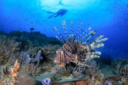 Um peixe leão no arquipélago de Raja Ampat, em Papua.