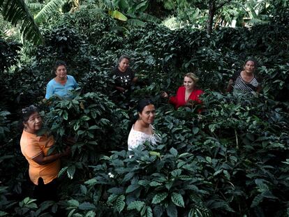 Mujeres de la Asociación Agropecuaria Café
Femenino Gigante. 