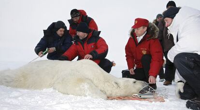 El primer ministro ruso, Vladímir Putin (a la derecha), ayuda a medir un oso polar anestesiado en el Ártico.