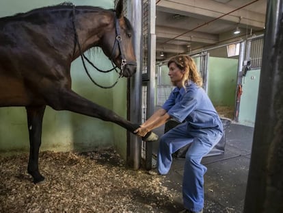 Luna Rodríguez, veterinaria especializada en fisioterapia equina, en la clínica veterinaria de la Complutense de Madrid.