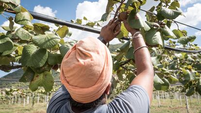 Un trabajador indio cosecha kiwis.