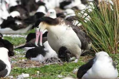 El albatros de cola corta (hembra) y su polluelo. La imagen fue realizada en febrero, un mes antes de que esta colonia quedara arrasada por el tsunami.