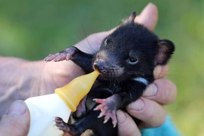 Un cachorro de diablo de Tasmania alimentado por uno de sus cuidadores.