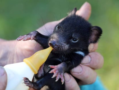 Un cachorro de diablo de Tasmania alimentado por uno de sus cuidadores.