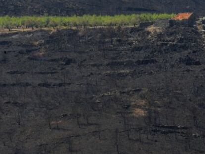 El monte se regenera un año después del fuego, pero la inversión no llega