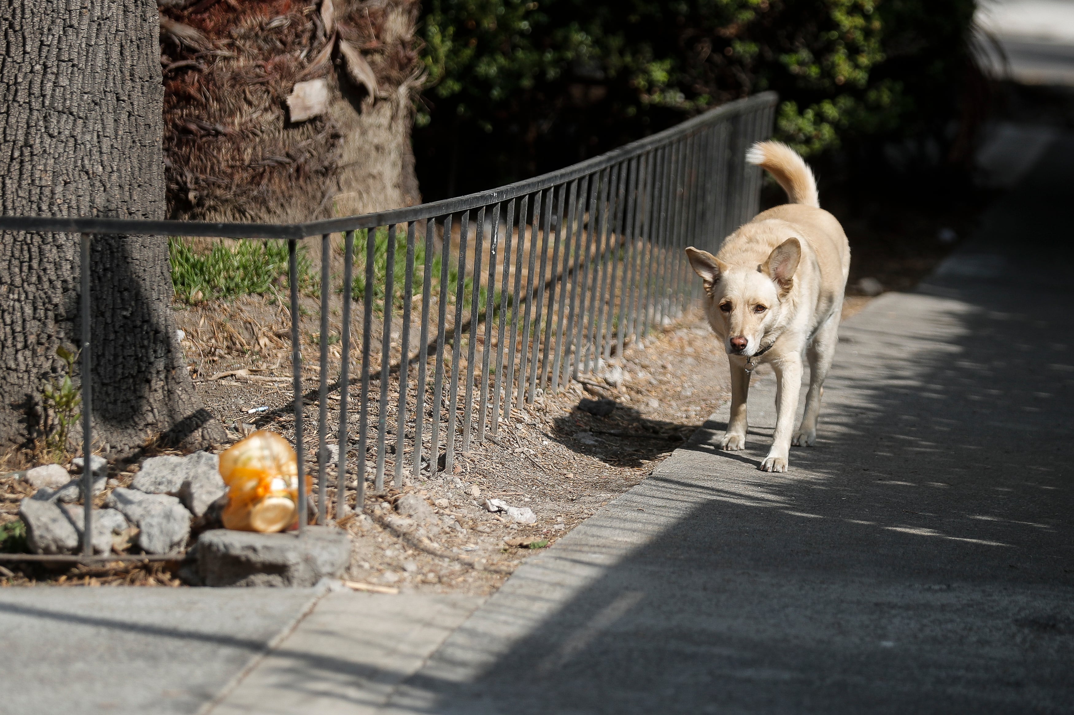 Sacrificio apegado a la ley