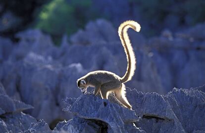 Un lémur coronado de Madagascar.