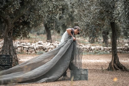 La recogida de aceitunas en la Finca Varona la Bella, en una imagen proporcionada por la empresa.