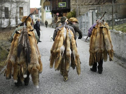 Cazadores llevan las pieles de zorro cazadas para exhibirlas.