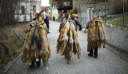 Cazadores llevan las pieles de zorro cazadas para exhibirlas.