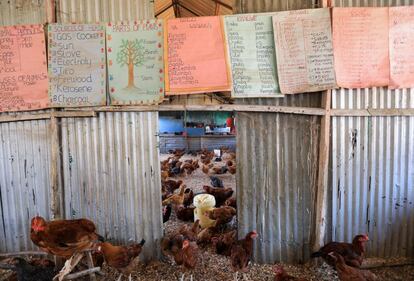 Este colegio privado de Mwea, un pueblo a unos 100 kilómetros al norte de Nairobi, ha convertido las aulas en criaderos de pollos y el patio del recreo en un huerto donde dos profesores han cambiado las tizas por "sukuma" (una especie de col rizada) y espinacas.