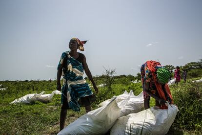 En Sudán del Sur, las inundaciones durante la temporada de lluvias bloquearon las carreteras dejando inaccesible el 70% del territorio. La única posibilidad de repartir ayuda a los residentes fue a través del aire. En la foto, varias mujeres recolectan sacos de maíz y sorgo de un avión del Programa Mundial de Alimentos (PMA) en la aldea de Jeich, al norte de Sudán del Sur, el 3 de julio de 2018.