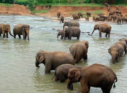 Una manada de elefantes de Sri Lanka.