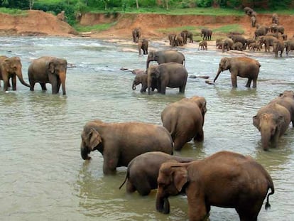 Una manada de elefantes de Sri Lanka.