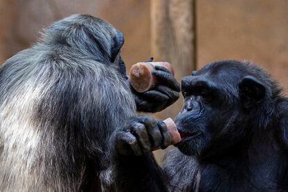 Dos chimpancés se concentran en sus 'helados' en el Zoo de Barcelona.