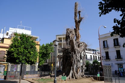 Ficus centenario Sevilla