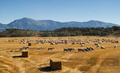 Ovejas de los pastos en los espacios comunidad autónoma de Aragón