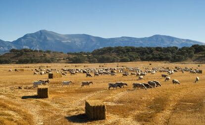 Ovejas de los pastos en los espacios comunidad autónoma de Aragón