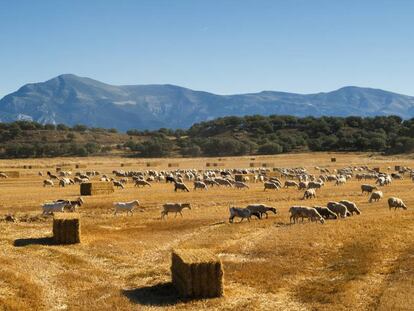 Ovejas de los pastos en los espacios comunidad autónoma de Aragón