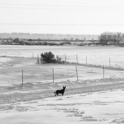 Filomena volvió a demostrar que los seres humanos, por mucho que nos sofistiquemos, seguimos siendo hormigas diminutas a merced de la naturaleza. En la imagen, Ensanche Sur (Alcorcón).