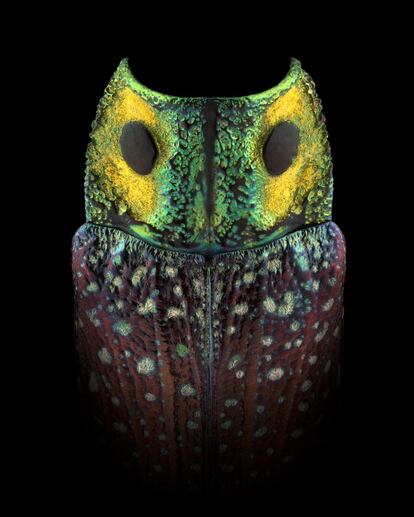 <p>'Pepia' (Lampropepla rothschildi).</p> <p><b>Esta mácara es un insecto</p></b> <p>Observar y ensalzar la belleza de la naturaleza es el objetivo del fotógrafo francés Pascal Goet. Fascinado desde niño por los seres vivos, el artista analiza su entorno meticulosamente y descubre en los insectos un maravilloso mundo de formas, texturas y colores. Desde escarabajos hasta chinches comunes o exóticos cobran nueva vida ante el objetivo de Goet, que los retrata potenciando cada detalle de su caparazón. Su aspecto real se desdibuja y se convierten en personajes antropomórficos con personalidad propia. “Mistro es un chico divertido con gafas de sol, Canthus es muy colorido y alegre, Cornis parece un bandido enmascarado y Aureus es, simplemente, precioso”. Así describe el autor a alguno de sus preferidos. Goet ha estudiado la flora y fauna de Malasia, Kenia, Borneo, Perú, India, Zambia y Zimbabue. Gracias a la colaboración de museos y colecciones privadas, ha podido fotografiar a ejemplares excepcionales. En su proyecto Pareidolia, el fotógrafo recopila una selección de fantásticos retratos de insectos de distintas especies. Una EXperiencia visual hipnótica en la que el espectador puede ver caras donde no las hay. La mayoría están disecados, pero algunos como Pyrro estaban vivos durante la sesión de fotos. Goet lucha por plasmar las características naturales de cada sujeto que fotografía. Juega con las luces y las sombras respetando los colores y las formas auténticas de cada uno de ellos. “El simbolismo humano en esta serie de máscaras imaginarias es un puente cultural entre nuestro mundo y el de los insectos. Una reflexión sobre la belleza y la necesidad de preservar la naturaleza”. En su serie sobre máscaras, el autor identifica a sus protagonistas con nombre propio. En su mayoría provienen de la denominación científica del latín. Así presenta a Rhina, de la familia Stephanorrhina guttata, o a Gocepha, de los Tragocephala variegata. Una excepción son los llamados Faber, que recuerdan a las joyas con forma de huevo que Carl Fabergé diseñó para los zares rusos entre 1885 y 1917 y que están consideradas obras maestras de la joyería. El Musée des Confluences de Lyon expone ocho piezas de la serie Mask & Totem hasta el 28 de junio de 2020. </p>