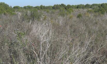 Sabinares en el parque nacional de Doñana.