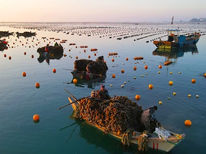 Al llegar la primavera al nordeste de China, se inicia la cosecha del kelp, un alga de elevado valor nutritivo. En Europa, antes de la globalización de la comida asiática, las algas eran para los animales.