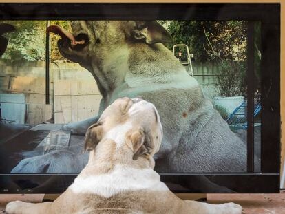 El éxito de un buen anuncio en vídeo pasa por la creatividad y la personalización
