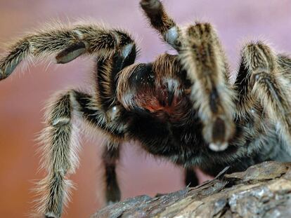 Una araña migalomorfa mostrando sus enormes quelíceros.
